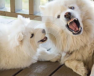 An adult Samoyed dog growls at a small puppy