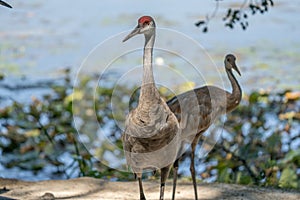 Adult sandhill cranes get a close up head shot in the wetlands on a sunny day