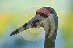 Adult sandhill cranes get a close up head shot in the wetlands on a sunny day