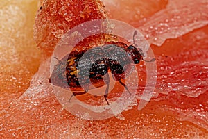 Adult Sap-feeding Beetle photo