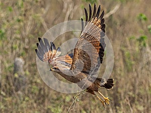 Adult Savanna Hawk In Flight