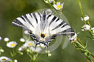 Adult of Scarce Swallowtail (Iphiclides podalirius photo