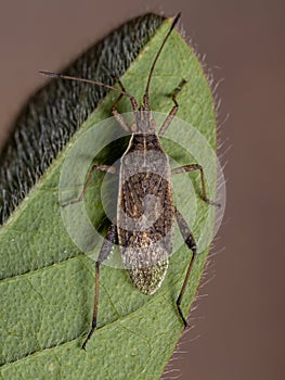 Adult Scentless Plant Bug