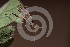 Adult Scentless Plant Bug