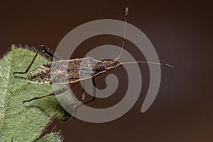 Adult Scentless Plant Bug