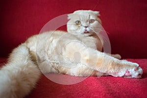 Adult Scottish fold cat lies on a red background. Castrate a male cat. Feline castration neutering surgery. Procedure that remove photo
