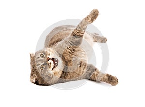 Adult Scottish Fold cat lies on white background