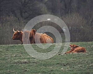 An adult Scottish Highland cow grazing on a grassland with a calf laying on the ground in daylight