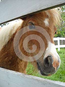 An adult Scottish pony playfully glances at others from behind a white wooden fence. White-brown horse