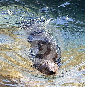 Adult Sea Otter