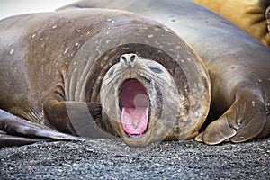 Adult sea seal moaning and the other one lying next to him in Antarctica