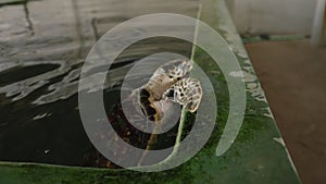 Adult sea turtle swimming in the hatchery pool in Sri Lanka. Adorable big turtle looks out of the pool water in the