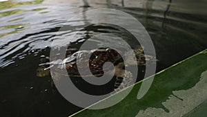 Adult sea turtle swimming in the hatchery pool in Sri Lanka. Adorable big turtle looks out of the pool water in the