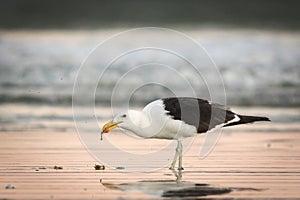 Adult seagull eating a meal in shallow water