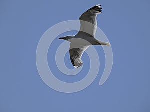 Adult seagull flying with blue sky background