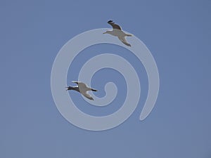 Adult seagull flying with blue sky background