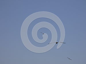 Adult seagull flying with blue sky background