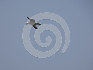 Adult seagull flying with blue sky background