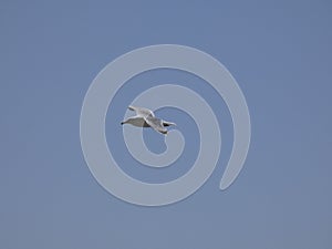 Adult seagull flying with blue sky background