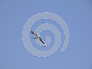 Adult seagull flying with blue sky background