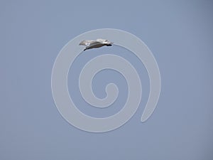 Adult seagull flying with blue sky background