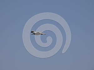 Adult seagull flying with blue sky background