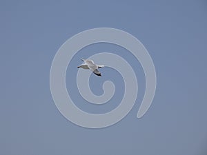 Adult seagull flying with blue sky background