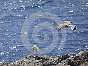Adult seagull flying with blue sky background