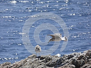Adult seagull flying with blue sky background