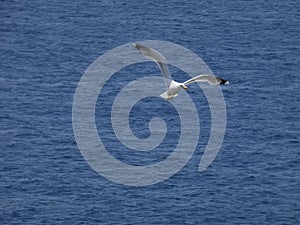 Adult seagull flying with blue sky background