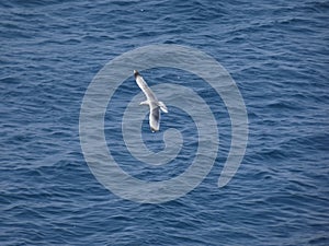 Adult seagull flying with blue sky background