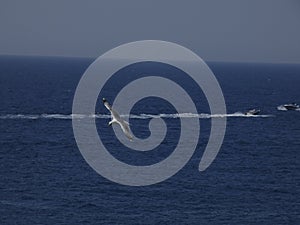 Adult seagull flying with blue sky background