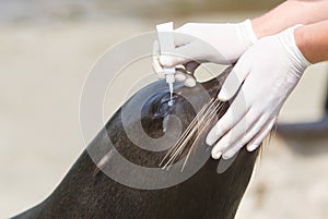 Adult sealion being treated (eye)