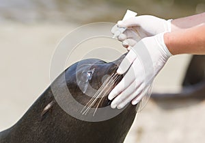 Adult sealion being treated (eye)