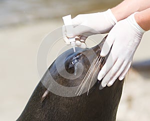 Adult sealion being treated (eye)