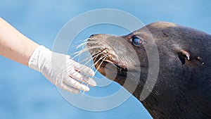 Adult sealion being treated - Selective focus