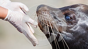 Adult sealion being treated - Selective focus