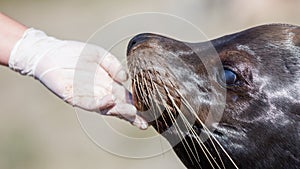 Adult sealion being treated - Selective focus