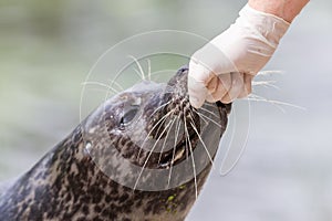 Adult sealion being treated - Selective focus on hand