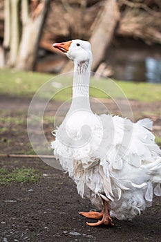 Adult Sebastopol Goose