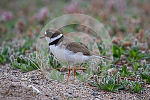 Adult Semipalmated Plover on Canadian arctic tundra