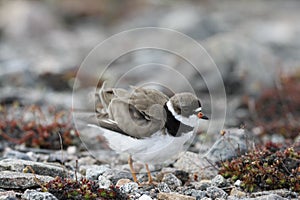 Adult Semipalmated Plover, Charadrius semipalmatus, ruffling its feathers on rocky arctic tundra