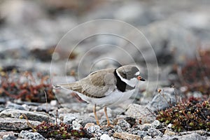 Adult Semipalmated Plover, Charadrius semipalmatus, standing on rocky arctic tundra