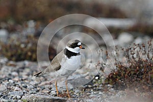 Adult Semipalmated Plover found standing on rocky arctic tundra
