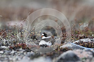 Adult Semipalmated Plover nesting on the ground