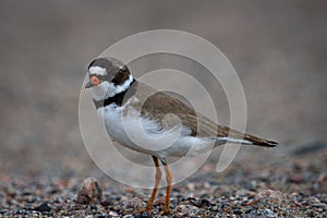 Adult Semipalmated Plover showing a side profile while standing on a rocky arctic tundra