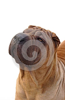 Adult sharpei dog portrait