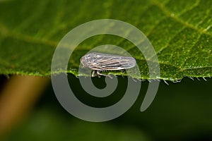 Adult Sharpshooter Insect