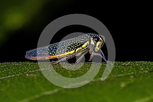 Adult Sharpshooter Insect