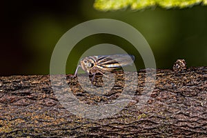 Adult Sharpshooter Insect